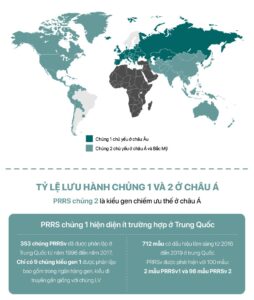 Hiểu về Virus Tai Xanh (PRRS)