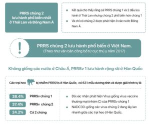 Hiểu về Virus Tai Xanh (PRRS)