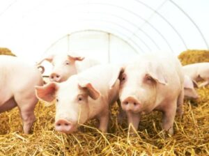 USDA: Dự báo thị trường thịt thế giới năm 2022