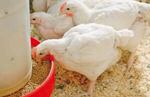 5 chìa khóa thành công khi không sử dụng kháng sinh trong chăn nuôi gia cầm