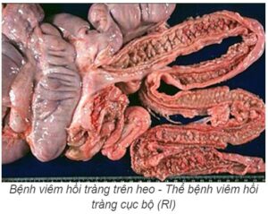 Viêm hồi tràng - tác nhân gây ảnh hưởng năng suất trên heo