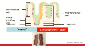 Viêm hồi tràng - tác nhân gây ảnh hưởng năng suất trên heo